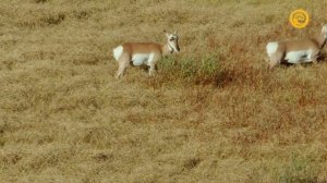 Планета джунглей / Jungle Planet Серия 10 Лес гигантов / Forest of Giants