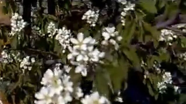 Цветёт ИРГА на пасеке..avi смотреть онлайн