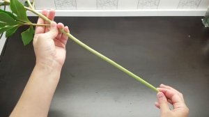 Розовые пионы из полимерной глины - все ракурсы цветка