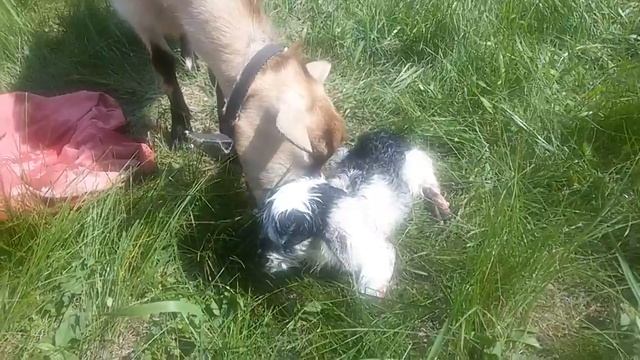 Новорожденный козленок.Первые минуты жизни козленка/The newborn kid .The first moments of life, kid смотреть онлайн