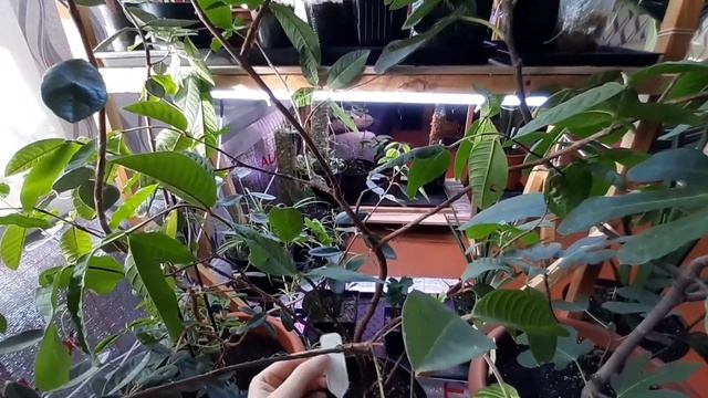 Не большая коллекция комнатных растений смотреть онлайн