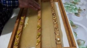 Часть первая . Вывод маток с переносом личинок .