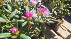 прогулка по садовому центру🌺скидка на хвойные🌲