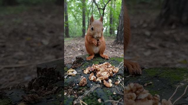 Расслабься и наблюдай за поеданием ореха 😌👍🐿️