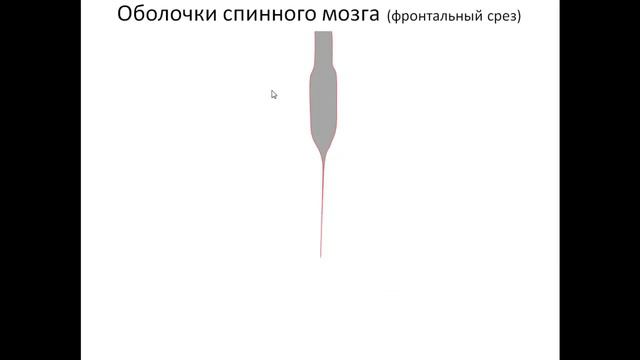 Оболочки спинного мозга