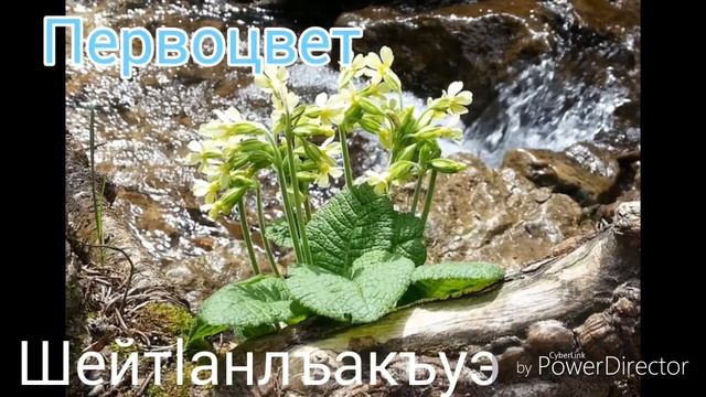Названия цветов на кабардинском языке