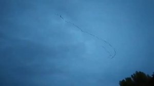 Перелёт птиц на юг