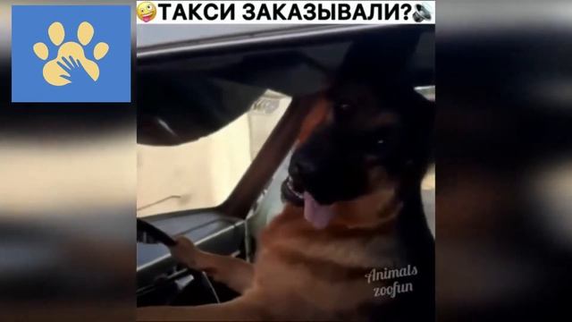Забавные Собачки И Котики | Юмор Для Поднятия Настроения