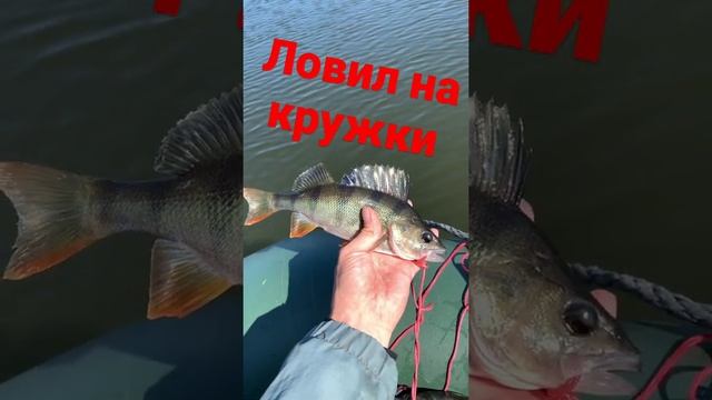 Крупный окунь на живца, ловля на кружки. ловля окунярыбалка на живца #волжанин окунь летом