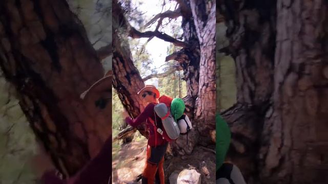 Гірський трекінг Канарським островом La Palma: подорож у вулканічній кальдері Caldera de Taburiente смотреть онлайн