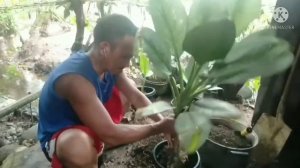 re potting silver frost aglaonema/chinese evergreen...