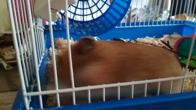 Сирийской хомяк Персик хомячит. смотреть онлайн