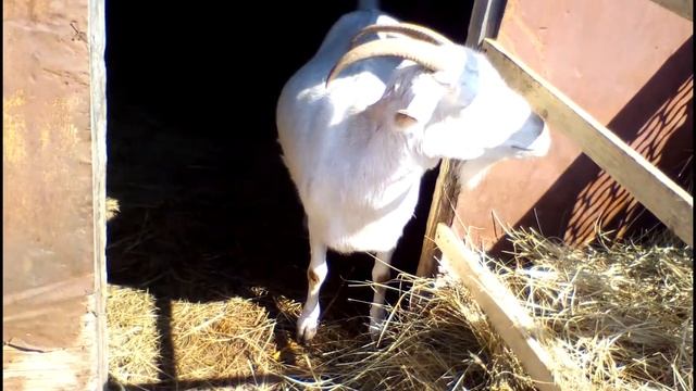 Скоро роды ! Коза за 10 дней до родов! смотреть онлайн