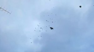 Серпатые голуби липецкой области