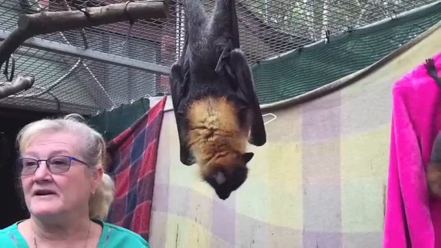 Lolly Gobble Bliss Bomb goes into the minicreche cage смотреть онлайн