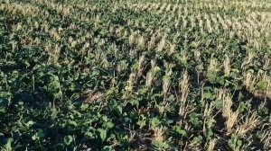 Выращивание оз.рапса. No-till 06.10.2018. Посевы рапса одних сроков высева., но при разных условиях