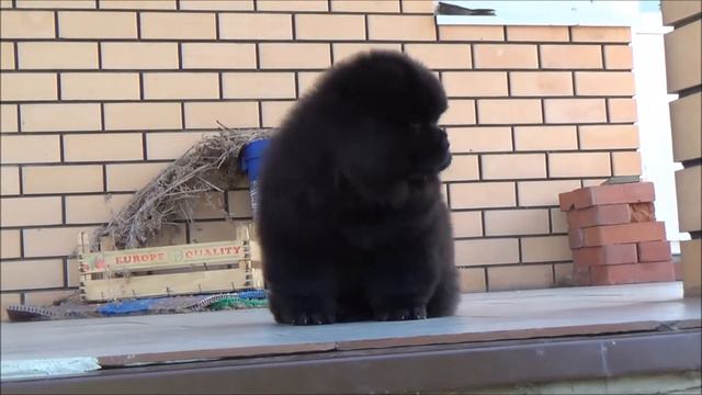 Fay Sin Ruffled Sky (чаусть 2) смотреть онлайн