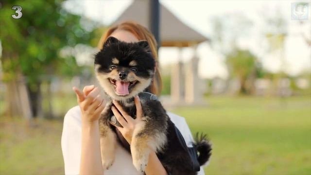 ТОП 5 Маленьких добрейших пород собак, которые лучше всего подойдут для квартиры