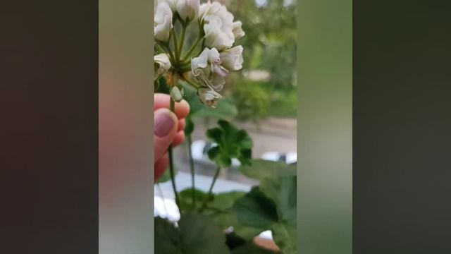 ?Цветущая герань /Пеларгония/или журавельник в Википедии?/ Sutarves Klara San /#shorts /#герань смотреть онлайн