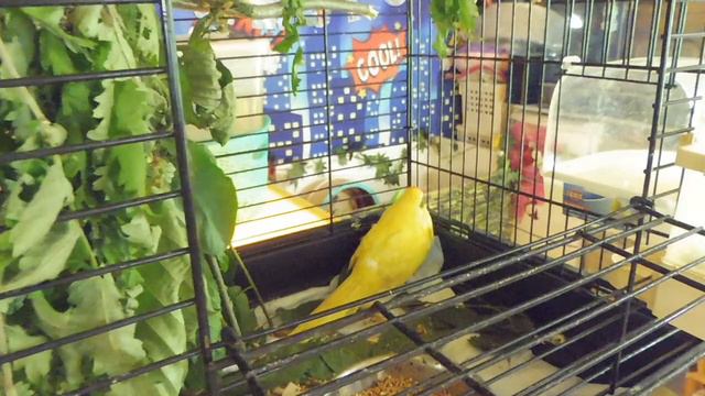 ПОПУГАИ какарики и ВВП первое знакомство 11/06/2022/ НОВЫЙ питомец ВАНЕЧКА смотреть онлайн