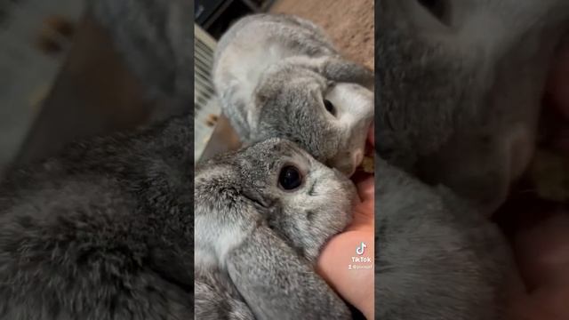 Don’t touch my treat! #lop #rabbit #bunny