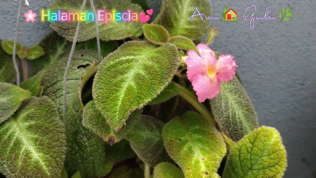Halaman Episcia 💞 смотреть онлайн