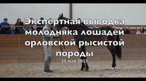 Экспертная выводка молодняка лошадей орловской рысистой породы. 25 мая 2022 г.