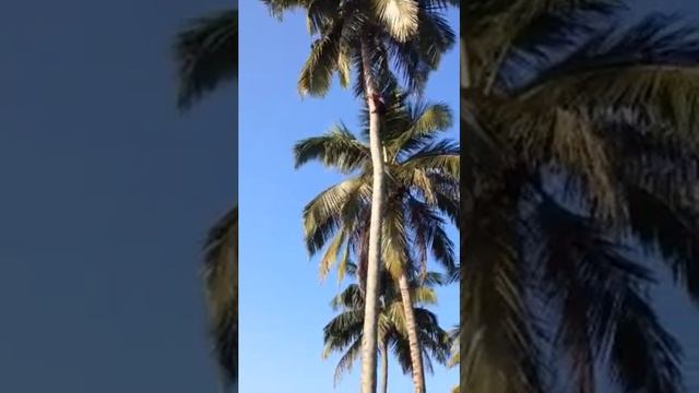 Сборщик папаи смотреть онлайн