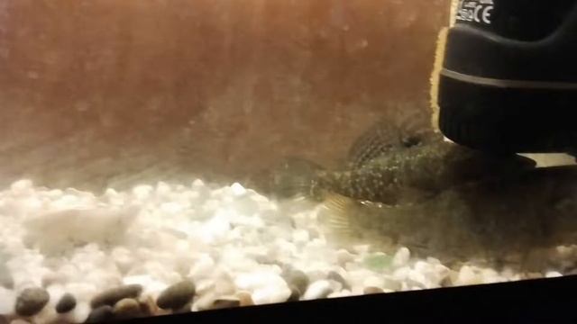 #ротан #аквариум #аквариумистика #рыба смотреть онлайн