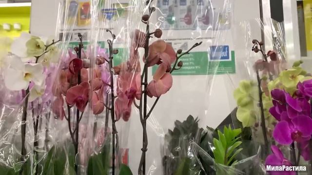 ОРХИДЕИ В Леруа Мерлен на ул. Руставели, СПБ. 07.09.22. смотреть онлайн