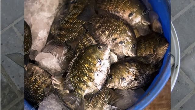 Рыба ТИЛАПИЯ, древнейшая Африки, Азии. смотреть онлайн