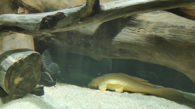 Птерики (мои чистильщики). смотреть онлайн