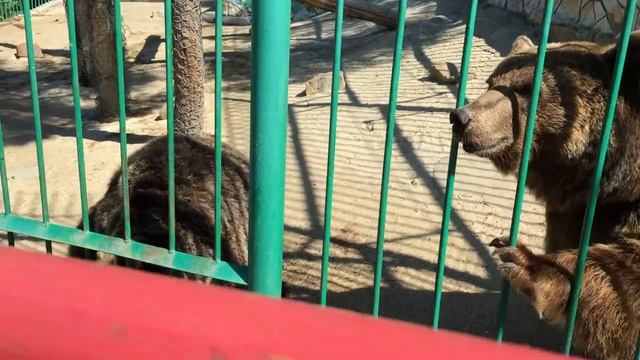 Кормление бурых медведей в зоопарке смотреть онлайн
