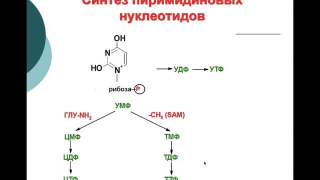 Нагиев Э.Р. Лекции по биохимии: Обмен Сложных белков. Синтез Нуклеиновых кислот. смотреть онлайн