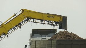 [Погрузка и вывоз свеклы] ROPA Euro Maus 3 | 2X БЕЛАРУС 3022, 3522 CAT | John Deere 8430 и др.