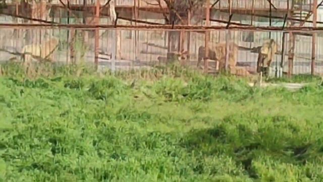 ?Ранен последний из  мариупольских львов - Лев Самсон. Тайган. смотреть онлайн