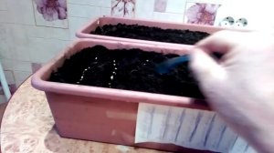 КАК ПРОЩЕ ПОСЕЯТЬ СЕМЕНА ТОМАТОВ И ПЕРЦЕВ.