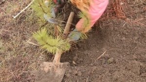 Посадка сосны из леса. Сажаю свой маленький лес.