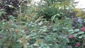 30 августа в Сибирском саду. Розы и мои рекомендации по сортам