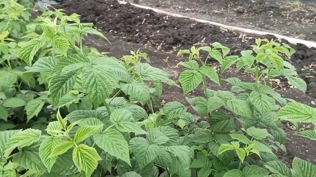 Мои саженцы малины в 2021г. Омск 06.08. Скоро реализация.