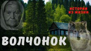 Волчонок | истории из жизни  | таёжные истории | интересные истории
