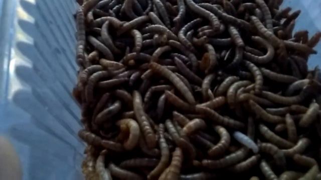 Веселые деликатесные испанские червяки смотреть онлайн