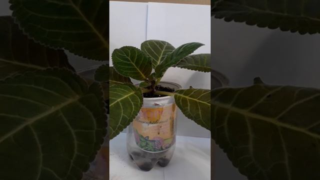 Фитильный полив с учётом предыдущих неудач.