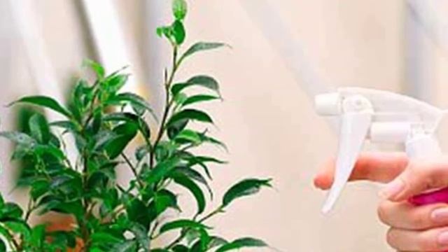 Как защитить растения от сухого воздуха? Как повысить влажность воздуха?