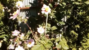 Анемона японская . Цветок осени.  # анемона #японская #тенелюбивое #растение