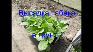 Высаживаем табак в грунт ( выращивание табака 2019 ) Часть 8