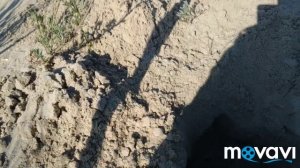 Поиск золота на пляже с Minelab X-terra 705