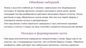 Обвойник в саду  выращивание и уход
