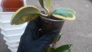 Пересаживаю вриезию??