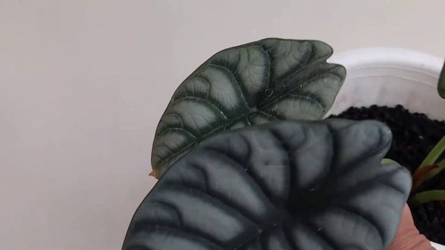 Alocasia Dragon Scale | For sale plants смотреть онлайн